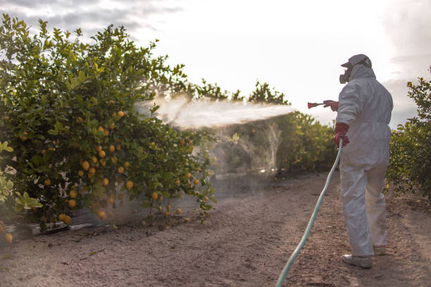 Best Local Pest Control Services  in Leon Valley, TX
