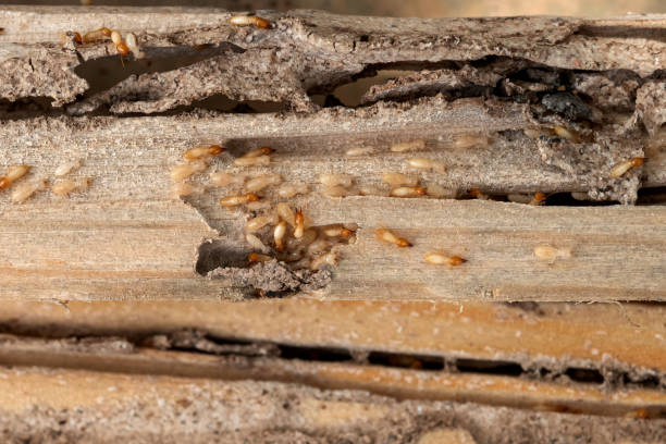 Leon Valley, TX Pest Control Company
