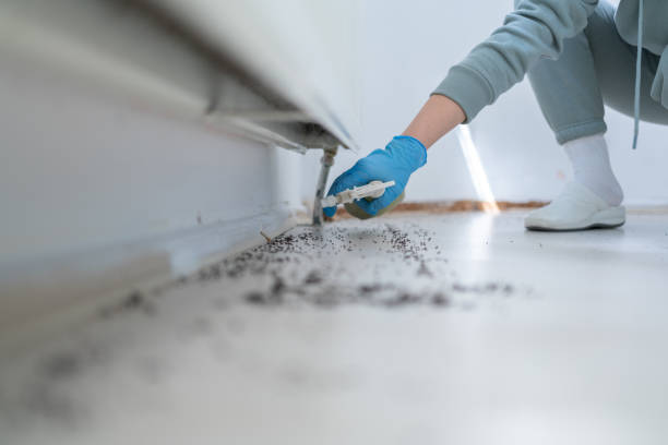 Best Cockroach Control Services  in Leon Valley, TX
